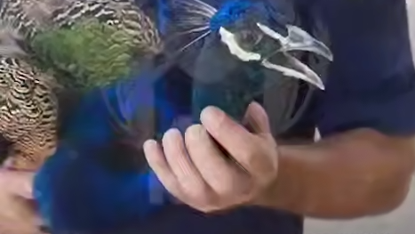 В Краснодаре павлин из Ботанического сада сбежал в детскую больницу. Фото: t.me/kub_mash