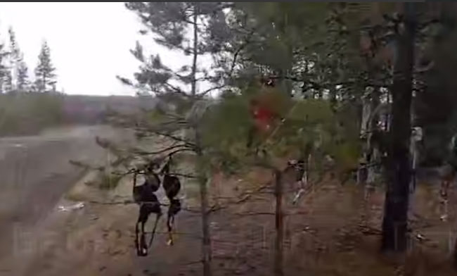 В Бурятии местные жители нашли «лифчиковое дерево», увешанное нижним бельем. Фото: t.me/babr_mash