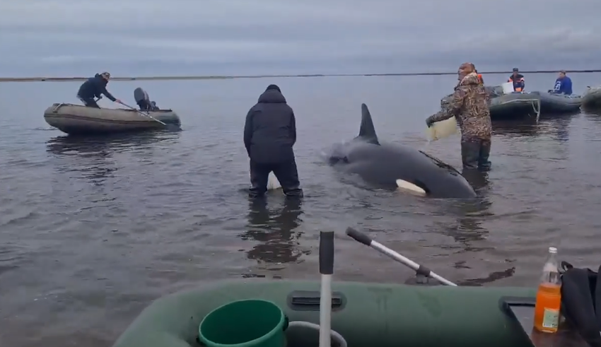 Косатки не смогли выйти из лимана в море. Фото: vk.com/andryvorovsky