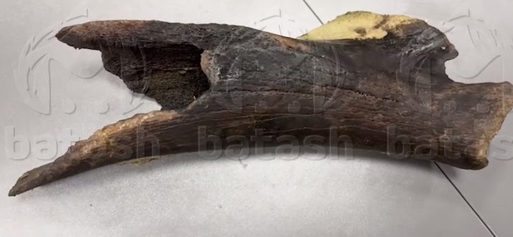 В Башкирии рыбак случайно нашел кости мамонта и древнего носорога. Фото: t.me/mash_batash