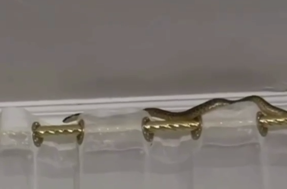 В Дагестане змея заползла в квартиру через натяжной потолок. Фото: t.me/shot_shot