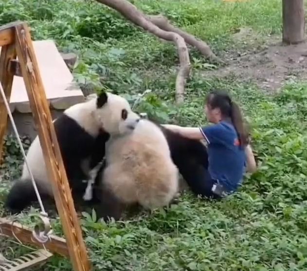 В Китае на неопытную смотрительницу зоопарка напали две разъяренные панды. Фото: dailymail.co.uk