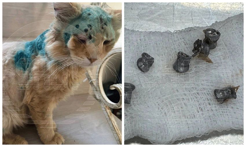 Неизвестный расстреливает котов во дворе. Фото: @t.me/shot_shot