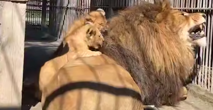В Барнаульском зоопарке произошло милое воссоединение льва с детишками. Фото: t.me/mash_siberia