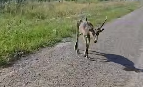 В Уфе северный олень сбежал из зоопарка и два дня бродил по городу. Фото: t.me/mash_batash